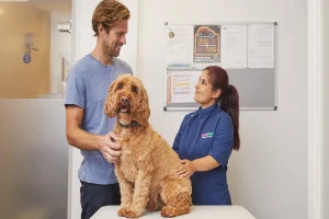 Nutrition Advice You Can Get From Your General Veterinarian